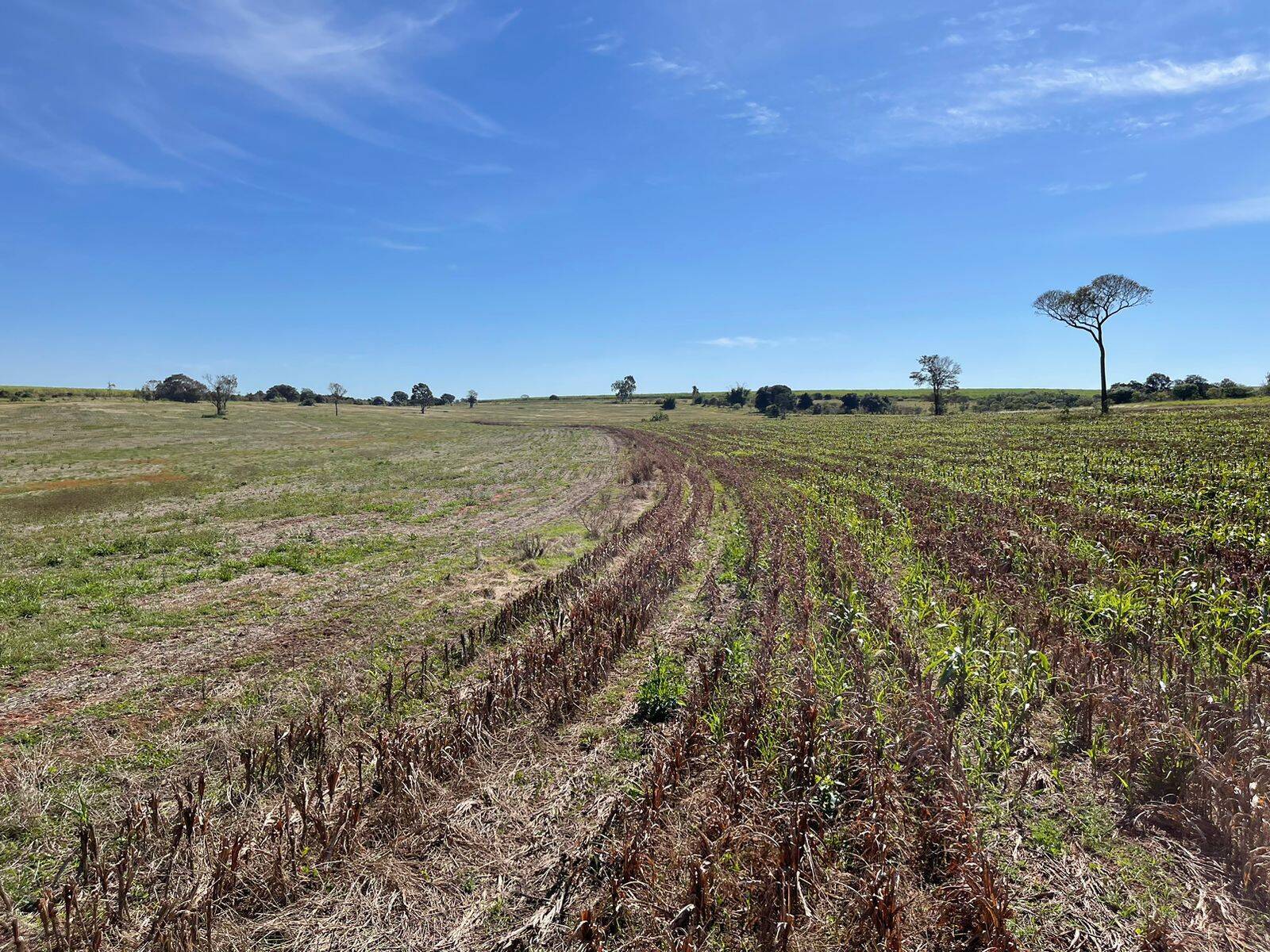 #1129 - Sítio para Venda em Teodoro Sampaio - SP